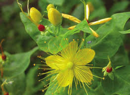 Image result for Hypericum scioanum