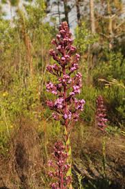 Image result for Triclisia