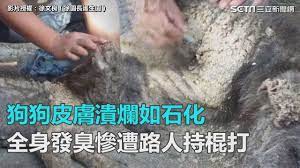 蚵殼 纏身 狗狗皮膚糜爛發臭遭棍打徐文良 多點同理心 三立新聞網setn com youtube 皮膚 新聞 臭