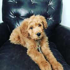 Goldendoodle Fb1 Standard Size Puppy Goldendoodle Puppies Doggy