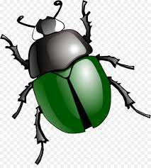Elephant Cartoon Png Download 2198 2400 Free Transparent Japanese Rhinoceros Beetle Png Download Cleanpng Kisspng Over 1,446 scarab beetle pictures to choose from, with no signup needed. japanese rhinoceros beetle