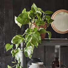 Image result for Epipremnum en casa
