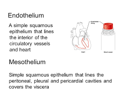 Estrus vs menstrual (see below) germinal epithelium: Mesothelium Ziyem