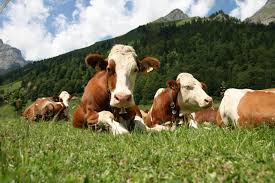 Lapte mașină de pasteurizare pentru viței sterilizați laptele prin c…reșterea temperaturii pentru o anumită perioadă apoi se răcește prin pomparea apei în mașină 00905322083039 tel www.berrakmakine.com ещё. Eficientizarea Costurilor Intr O Ferma De Vaci De Lapte Cum Alegem Un Aparat De Muls Eficient Stiriagricole Ro