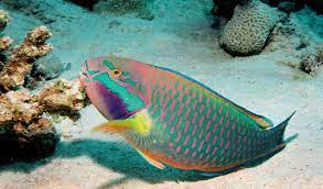 Got a baby parrot fish and im just curious how big he will get? 28 Parrot Fish Ideas Parrot Fish Fish Sea Creatures