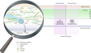 Check spelling or type a new query. Cell Wall Integrity Maintenance During Plant Development And Interaction With The Environment Nature Plants