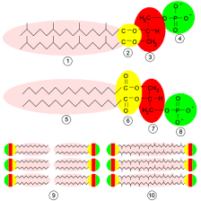 What are animalia cell walls made of. Archaea Wikipedia