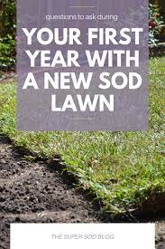 Caring For Your New Lawn Lawn Maintenance Lawn Care Business Lawn