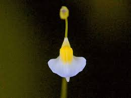 Image result for Utricularia formula