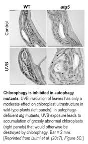 Chloroplast are located within any plant cells that are able to conduct photosynthesis because chloroplast & chlorophyll are the reason what do chloroplast look like? Plantae Photodamaged Chloroplasts Are Targets Of Cellular Garbage Disposal Plantae