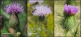 Image result for Cirsium