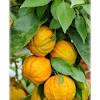 Spray orange flower eau de parfum for women. 1