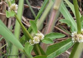 Image result for Alternanthera sessilis