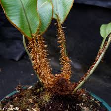 Image result for Elaphoglossum