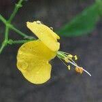 Image result for Aneilema aequinoctiale