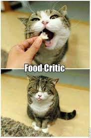 These 20 Cat Memes Will Make Your Caturday So Much Better Cat Memes Funny Cats Cute Funny Animals