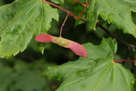 Most sycamores should have a good canopy of leaves by. Samara Fruit Wikipedia