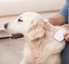 However, as the cat gets older and needs a little help, they are unfamiliar with what you are trying to do and can resent the. Dog Detangler How To Remove Dog Hair Mats