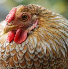 Ellen Deheneres Friends Sweet Peach Chickens Backyard Chickens Pet Chickens
