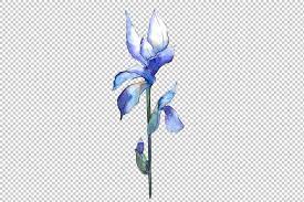Watercolor Blue Irises Png Set Blue Iris Flowers Iris Flowers Iris