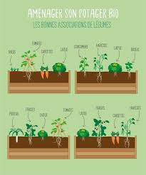 Le Secret Pour Un Potager Bio Efficace Le Cohabitation Decouvrez Les Bonnes Potager Bio Potager Et Jardin Potager