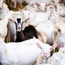 So he spoke with zeke and advised him to stop eren in case the forceable future could have been really. We Need Answers Why Are People Living Near Dutch Goat Farms Getting Sick Environment The Guardian