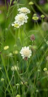 Image result for Scabiosa columbaria