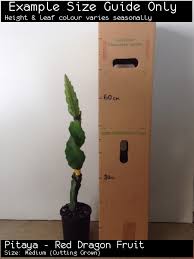 We did not find results for: Buy Pitaya Red Dragon Fruit Vine Selenicereus Monacanthus