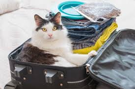 Have water available travel can make pets and humans dehydrated. Best Cat Carriers For Long Distance Travel Cat Expedition