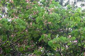 Image result for Bauhinia monandra