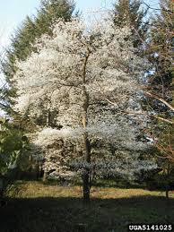 It forms root suckers, and if they are allowed to grow, it will result in the plant growing as a shrub rather than a tree. Serviceberry Home Garden Information Center