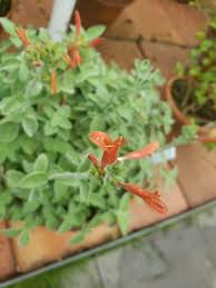 Image result for Dicliptera carvalhoi