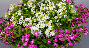 Image result for Arabis