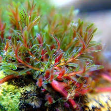 Image result for Podostemaceae