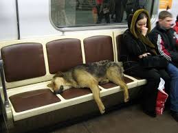 The Moscow Metro Is The Second Most Heavily Used In The World By Daily Ridership A Total Of About 500 Strays On Average Live In Street Dogs Smartest Dogs Dogs