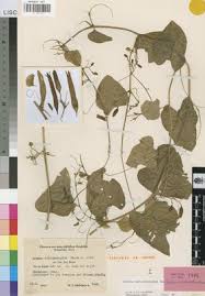 Image result for Adenia dolichosiphon