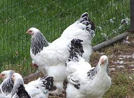 brahma gallina wikipedia la enciclopedia libre chickens backyard backyard poultry chickens