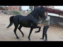 حصان ادهم 5 سنوات رقص وجسم ودم نار youtube