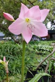 Image result for Crinum macowanii