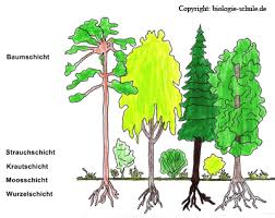Die Stockwerke Des Waldes Stockwerke Des Waldes Wald Grundschule Grundschule