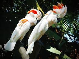 Researchers from the university of veterinary medicine in vienna and the university of oxford have shown that goffin's cockatoos can make and use elongated tools out of different materials. 10 Top Pet Cockatoo Species