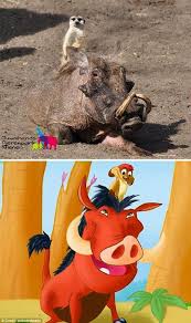 Can Life Really Imitate Art Timon And Pumbaa Timon Funny Animal Pictures