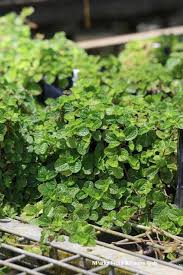 Image result for Pilea rivularis