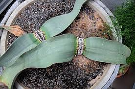 Image result for Pandiaka welwitschii