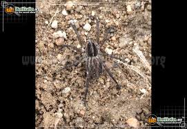 Their abundant population and their hunting techniques are well known, especially in the state of carolina. Carolina Wolf Spider Hogna Carolinensis