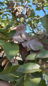 Image result for Pterocarpus