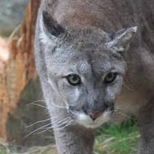 Wednesday on texas 337 between graford. Mainers Seem Certain That Mountain Lions Are Here And Share Their Stories Wgme