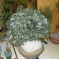 Image result for Gerrardanthus lobatus