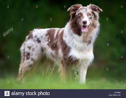 Red border collies, in addition to black and white, are one of the most popular colors known by kennel clubs. Red Tricolor Border Collie Pasteurinstituteindia Com