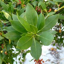 Image result for Conocarpus erectus